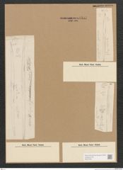Diatomeae indet. Zeichnungen Sammlung Grunow Nr. 4497 (NHMW-BOT-W0372461)